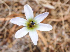 Ixia monadelpha