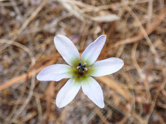 Ixia monadelpha