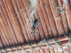 Nephilingis cruentata