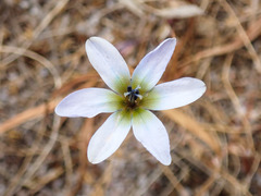 Ixia monadelpha