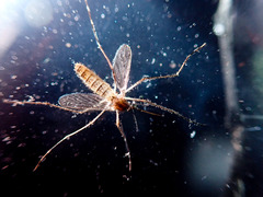 Culicinae