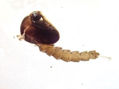 Culicinae