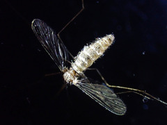 Culicinae