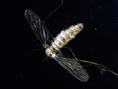 Culicinae