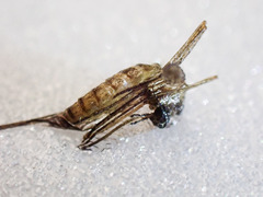 Culicinae