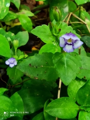 Torenia crustacea