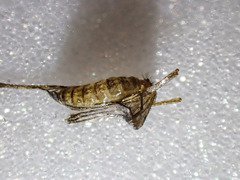 Culicinae