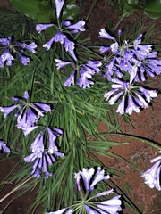 Agapanthus