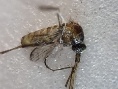 Culicinae