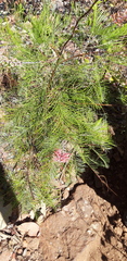 Grevillea decora