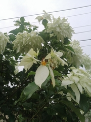 Mussaenda philippica