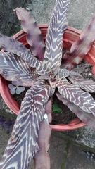 Cryptanthus