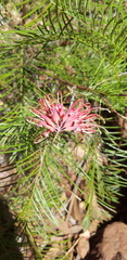 Grevillea decora