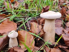 Infundibulicybe geotropa