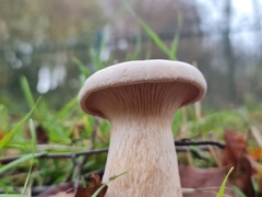 Infundibulicybe geotropa