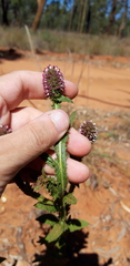 Pterocaulon serrulatum