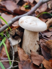 Infundibulicybe geotropa