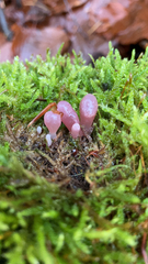 Ascocoryne sarcoides