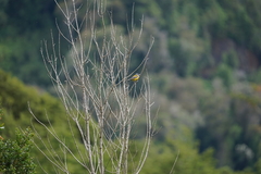 Phrygilus patagonicus