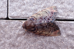 Arcte modesta