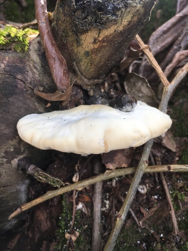 Trametes suaveolens image