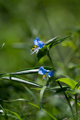 Commelina eckloniana