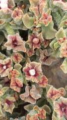 Mesembryanthemum crystallinum