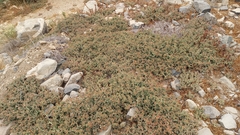 Mesembryanthemum crystallinum