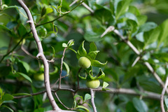 Diospyros simii