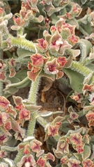 Mesembryanthemum crystallinum