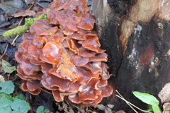 Flammulina velutipes