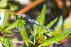 Hemistigma albipunctum