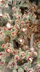 Mesembryanthemum crystallinum