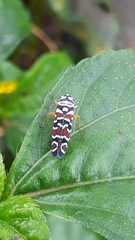 Agrosoma placetis