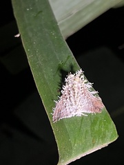 Akanthomyces