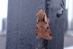 Rhynchaglaea discoidea