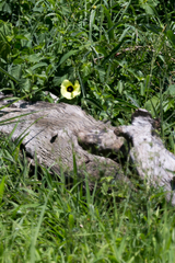 Hibiscus calyphyllus