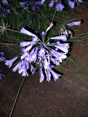 Agapanthus