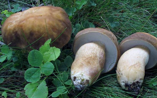 Boletus atkinsonii
