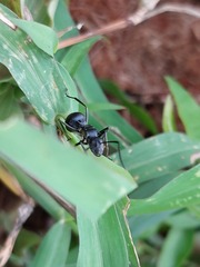 Polyrhachis gagates