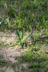 Ledebouria asperifolia