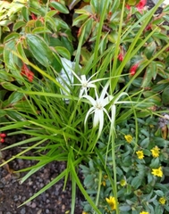 Rhynchospora colorata