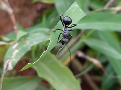 Polyrhachis gagates