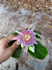 Passiflora laurifolia