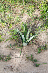 Ledebouria asperifolia