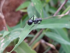 Polyrhachis gagates