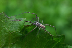 Hygropoda