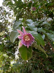 Passiflora laurifolia