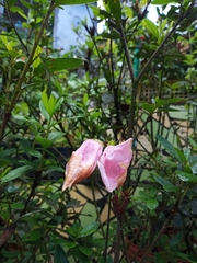 Bauhinia monandra