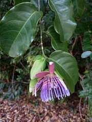 Passiflora laurifolia